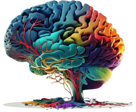 the prefrontal cortex