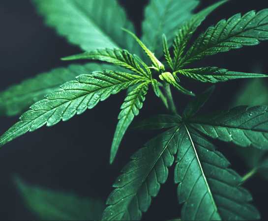 cbd plant and chemical formula